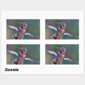 Sticker Rectangulaire Colibri (Feuille)