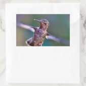 Sticker Rectangulaire Colibri (Sac)