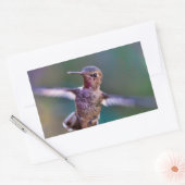 Sticker Rectangulaire Colibri (Enveloppe)