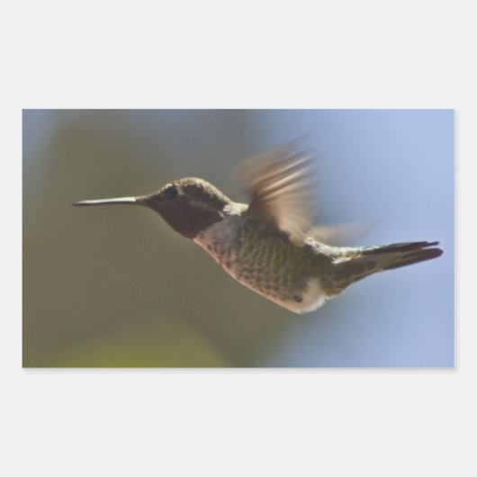 Sticker Rectangulaire Colibri en vol (Devant)