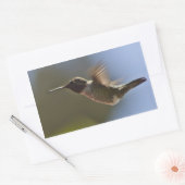 Sticker Rectangulaire Colibri en vol (Enveloppe)