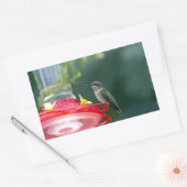 Sticker Rectangulaire Colibri perché (Enveloppe)