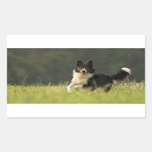 Sticker Rectangulaire colle frontière p9