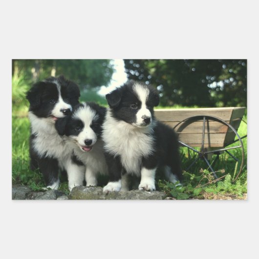 Sticker Rectangulaire Collie Bordure Noire Et Blanc Chiens De Chien De C (Devant)