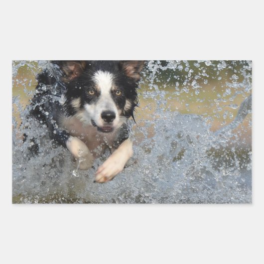 Sticker Rectangulaire collie frontière courant dans l'eau (Devant)