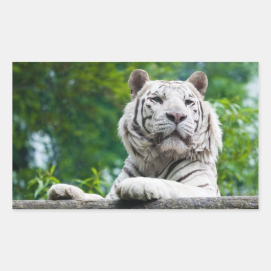 Sticker Rectangulaire Colonne de tigre blanc (Devant)