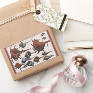 Sticker Rectangulaire Coquillages, Coquillages de mer vintage, Vie marin