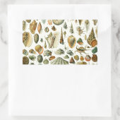 Sticker Rectangulaire Coquillages de coquillages Mollusk Clam Élégant Ar (Sac)