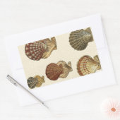 Sticker Rectangulaire Coquilles antiques craquelées (Enveloppe)