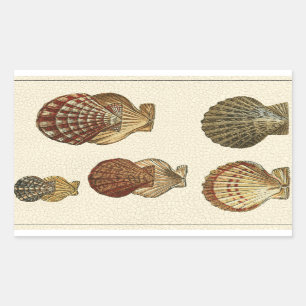 Sticker Rectangulaire Coquilles antiques crépitées