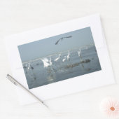 Sticker Rectangulaire Corneille noire et grues blanches : un contraste d (Enveloppe)