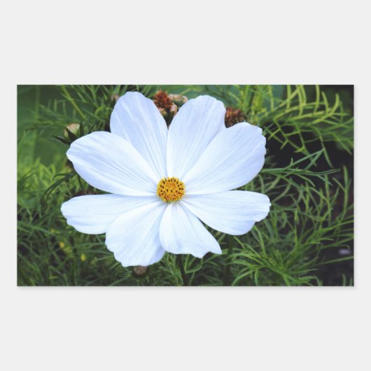 Sticker Rectangulaire Cosmos blancs (Devant)
