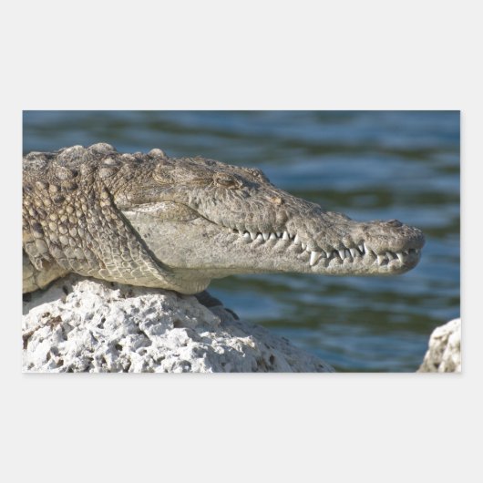 Sticker Rectangulaire Crocodile américain (Devant)