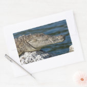 Sticker Rectangulaire Crocodile américain (Enveloppe)