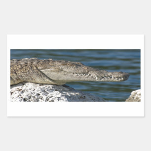 Sticker Rectangulaire Crocodile américain