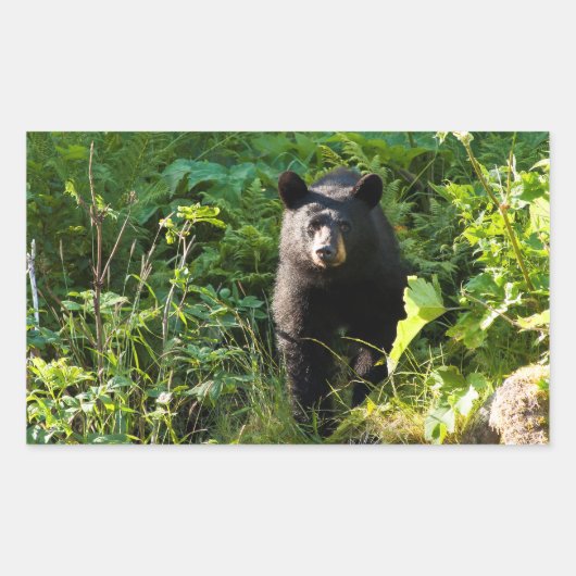 Sticker Rectangulaire Curieux ours noir (Devant)