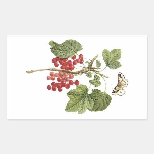 Sticker Rectangulaire currant rouge (Ribes rubrum) par Redouté (Devant)