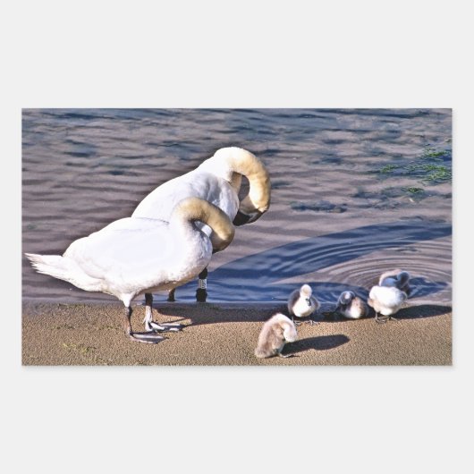 STICKER RECTANGULAIRE CYGNES (Devant)