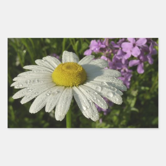 Sticker Rectangulaire Daisy et lilas d'été botanique (Devant)