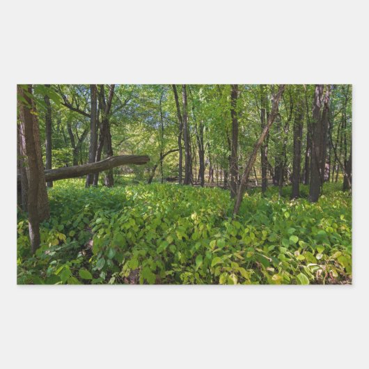Sticker Rectangulaire dans la forêt à fort snelling state park (Devant)