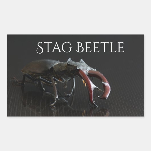Sticker Rectangulaire Dendroctone du pin (Devant)