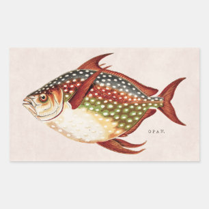 Sticker Rectangulaire Dessin vintage de poisson sportif Opah des années