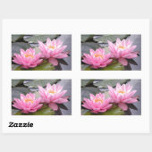 Sticker Rectangulaire Deux nénuphars roses sauvages dans un étang (Feuille)