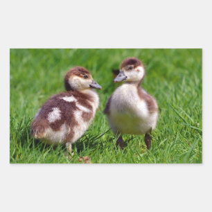Sticker Rectangulaire Deux poussins d'oies égyptiennes