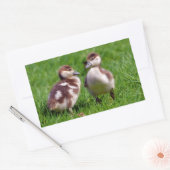 Sticker Rectangulaire Deux poussins d'oies égyptiennes (Enveloppe)