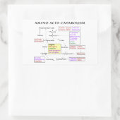 Sticker Rectangulaire Diagramme de catabolisme d'acide aminé (Sac)