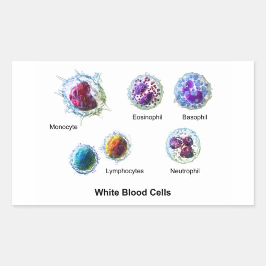 Sticker Rectangulaire Diagramme des cellules de sang blanc Leukocytes (Devant)