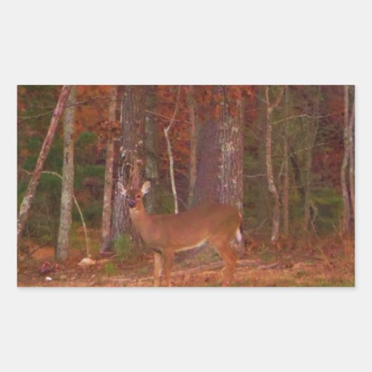 Sticker Rectangulaire Doe a Deer in Lake Arrowhead (Devant)