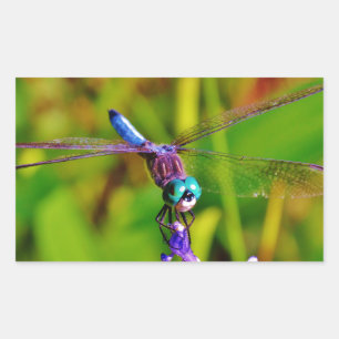 Sticker Rectangulaire Dragonfly