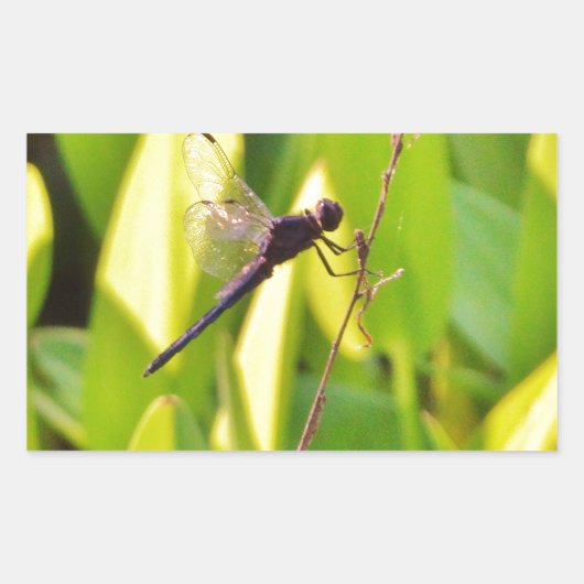 Sticker Rectangulaire Dragonfly Blue et noir sur l'herbe. (Devant)