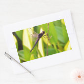 Sticker Rectangulaire Dragonfly Blue et noir sur l'herbe. (Enveloppe)