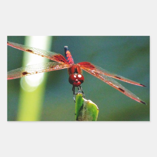 Sticker Rectangulaire Dragonfly frontale rouge et noire (Devant)