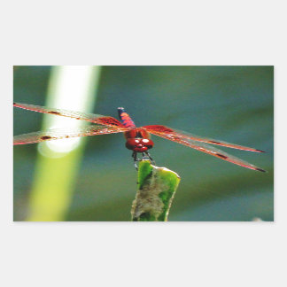 Sticker Rectangulaire Dragonfly frontale rouge et noire