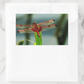 Sticker Rectangulaire Dragonfly rouge et noire tachetée (Sac)
