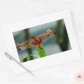Sticker Rectangulaire Dragonfly rouge et noire tachetée (Enveloppe)