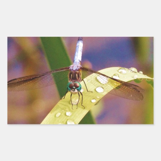 Sticker Rectangulaire Dragonfly sur la feuille de pluie (Devant)