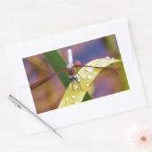 Sticker Rectangulaire Dragonfly sur la feuille de pluie (Enveloppe)