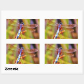 Sticker Rectangulaire Dragonfly turquoise sur le carex (Feuille)