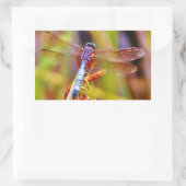 Sticker Rectangulaire Dragonfly turquoise sur le carex (Sac)