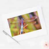 Sticker Rectangulaire Dragonfly turquoise sur le carex (Enveloppe)