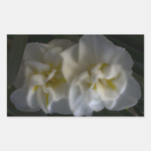 Sticker Rectangulaire Dreamy Narcissus Daffodils (Devant)