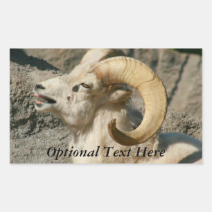 Sticker Rectangulaire Drôle rire Mouton ou Bighorn Ram