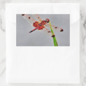 STICKER RECTANGULAIRE DSC00029.JPG (Sac)