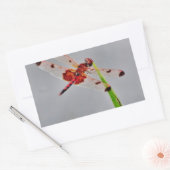 STICKER RECTANGULAIRE DSC00029.JPG (Enveloppe)