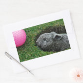 STICKER RECTANGULAIRE DSCF0652.JPG (Enveloppe)