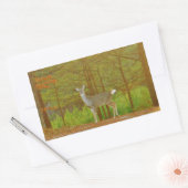 STICKER RECTANGULAIRE DSCF4041.JPG (Enveloppe)